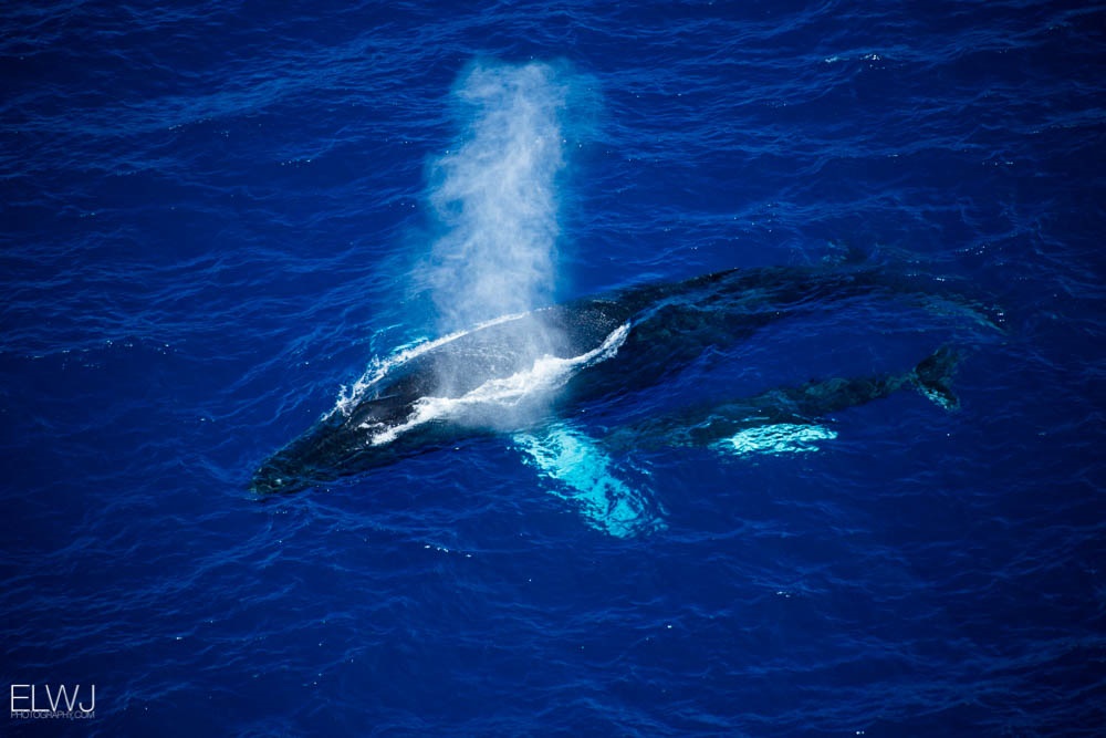 Whales captured during the 2017 RORC Caribbean 600 © ELWJPhotography Whales captured during the 2017 RORC Caribbean 600 © ELWJPhotography